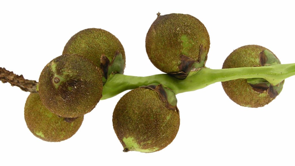 fruto de palmera coco acronomia aculeata aceite de coco